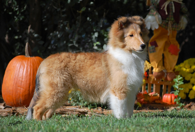 Fall Harvest Match